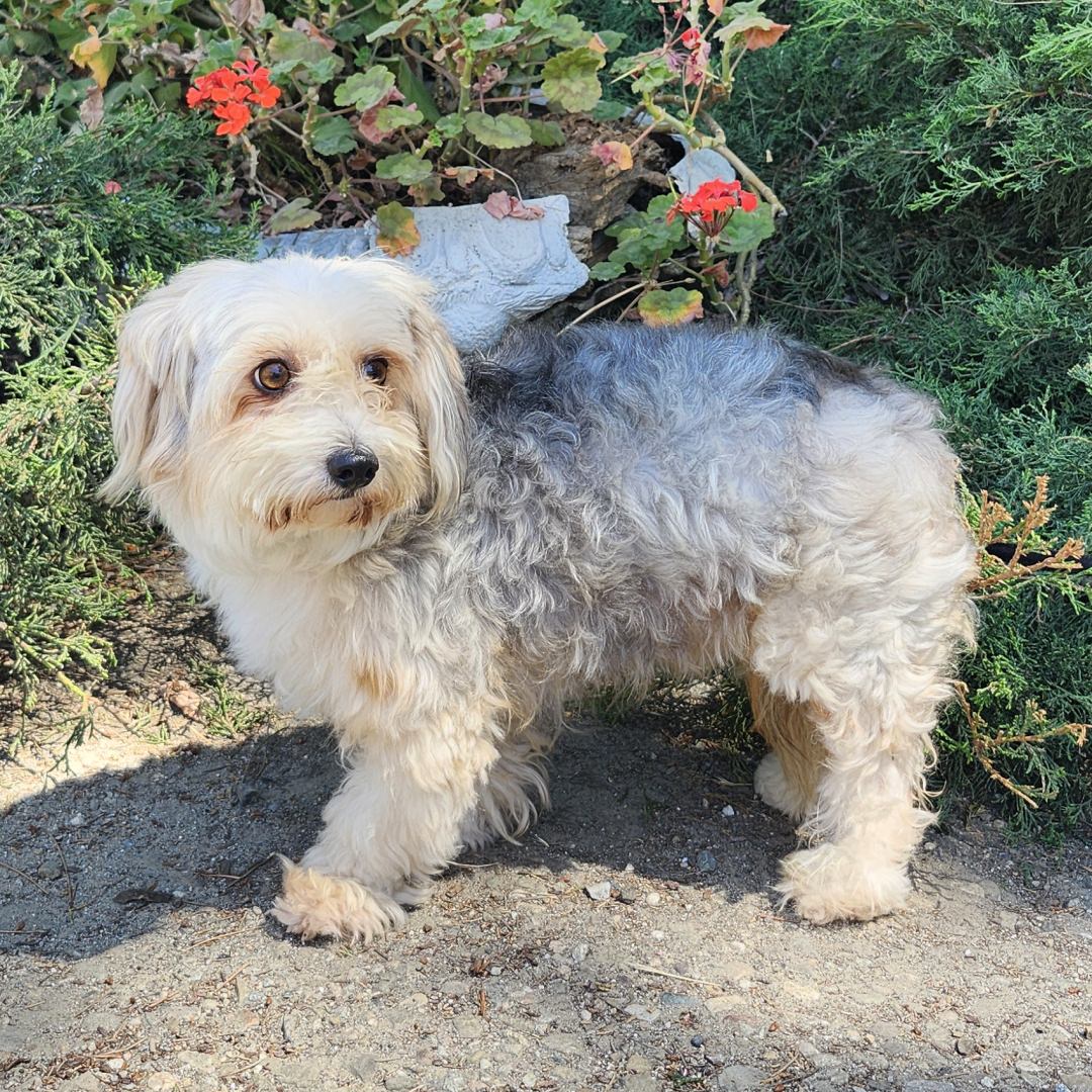 Adoptable Dog Balto