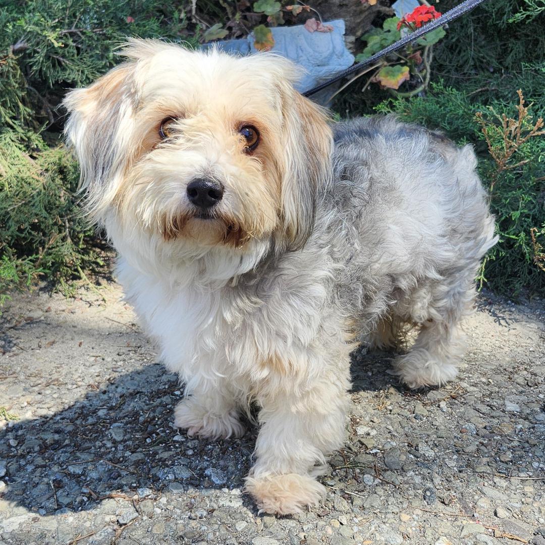 Adoptable Dog Balto