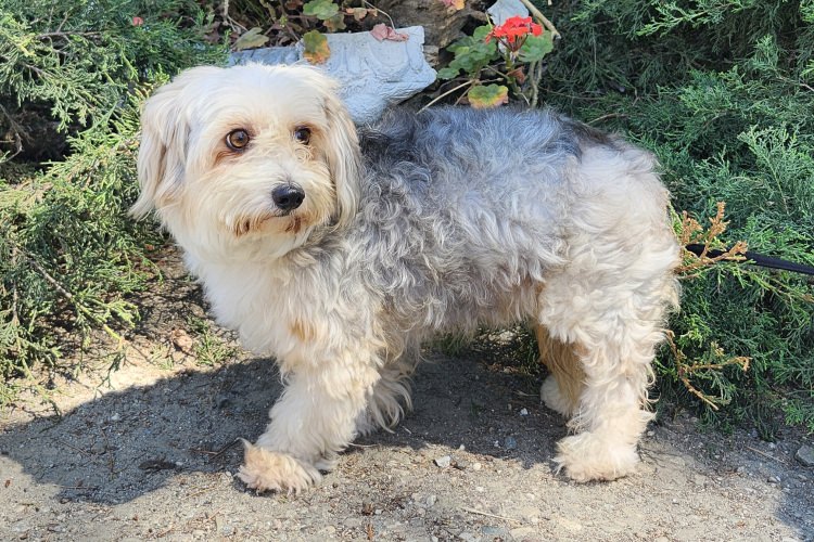 Adoptable Dog Balto