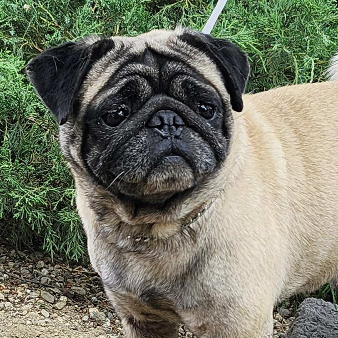 Adoptable Dog Cacheton