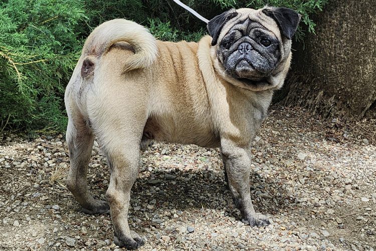 Adoptable Dog Cacheton