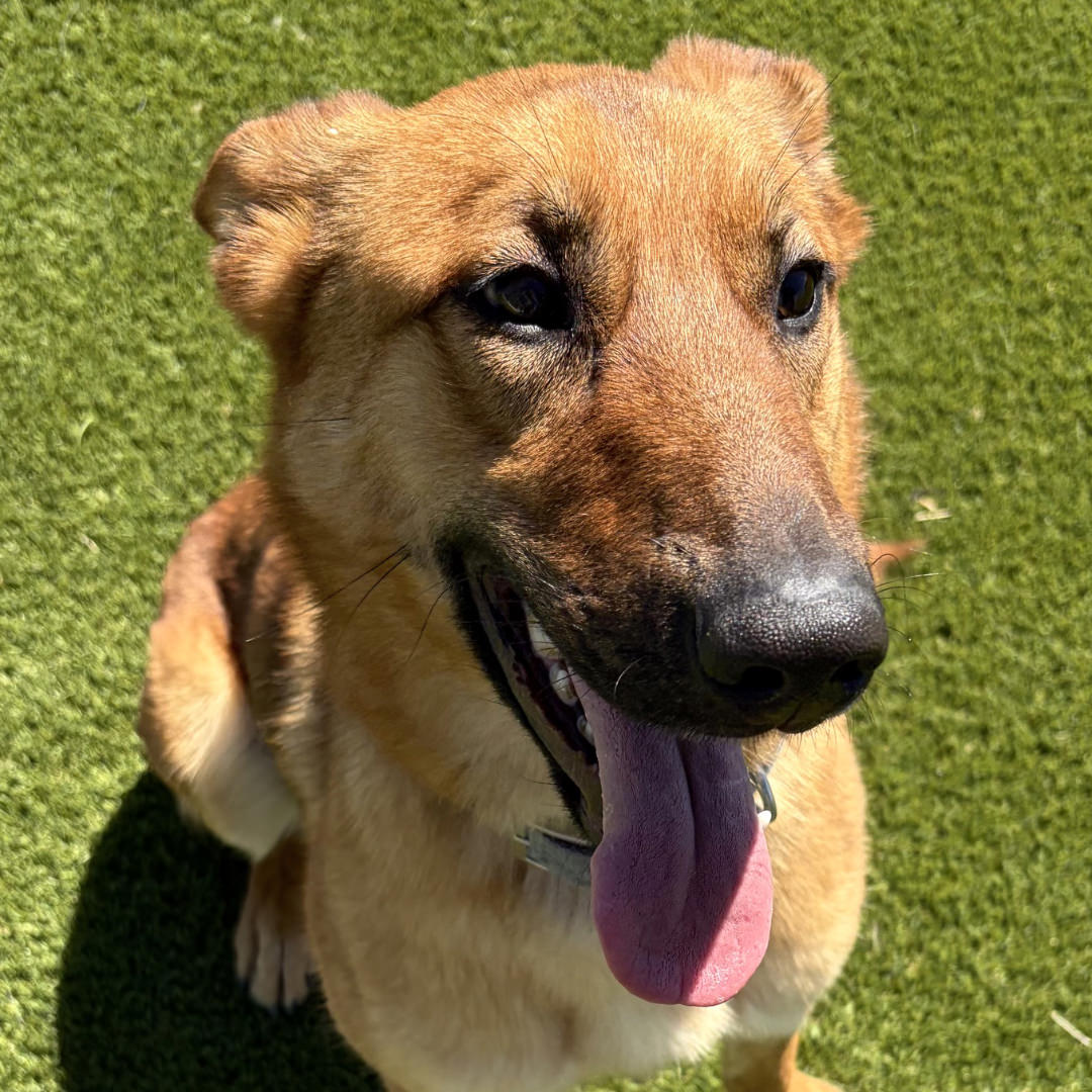 Adoptable Dog KitKat