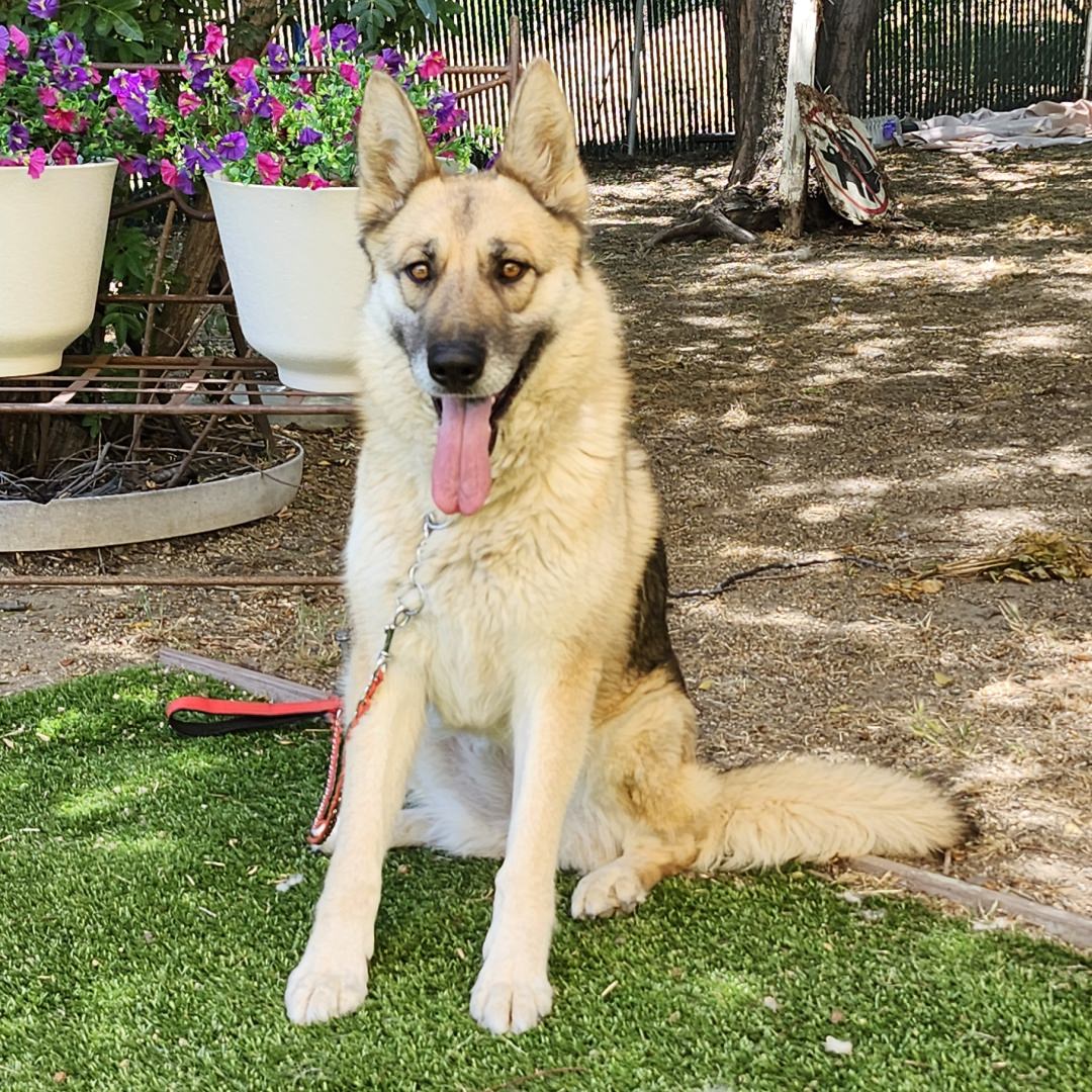 Adoptable Dog Maui