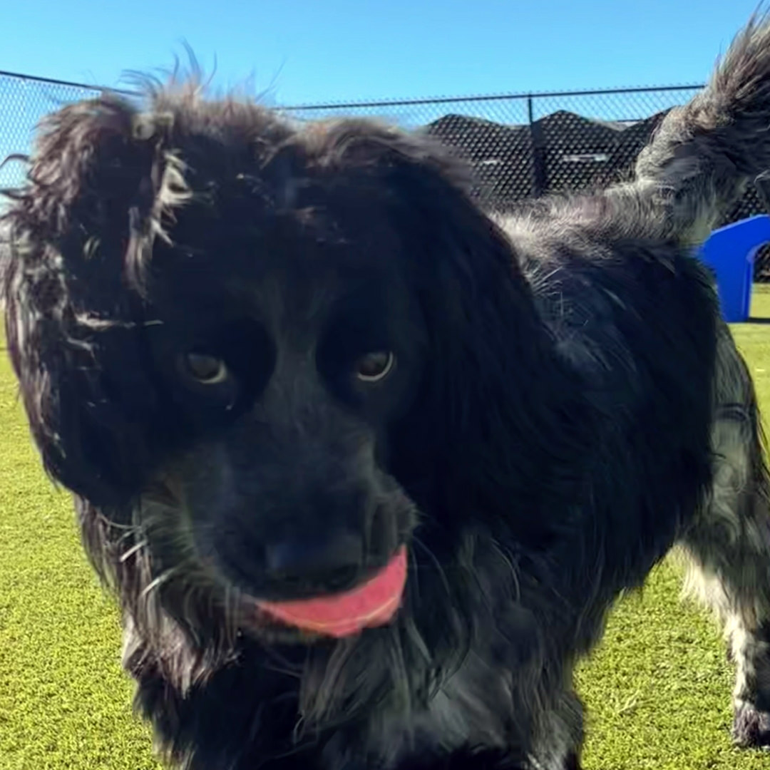 Adoptable Dog Panda