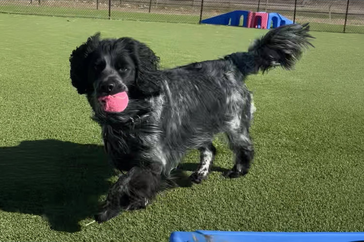 Adoptable Dog Panda