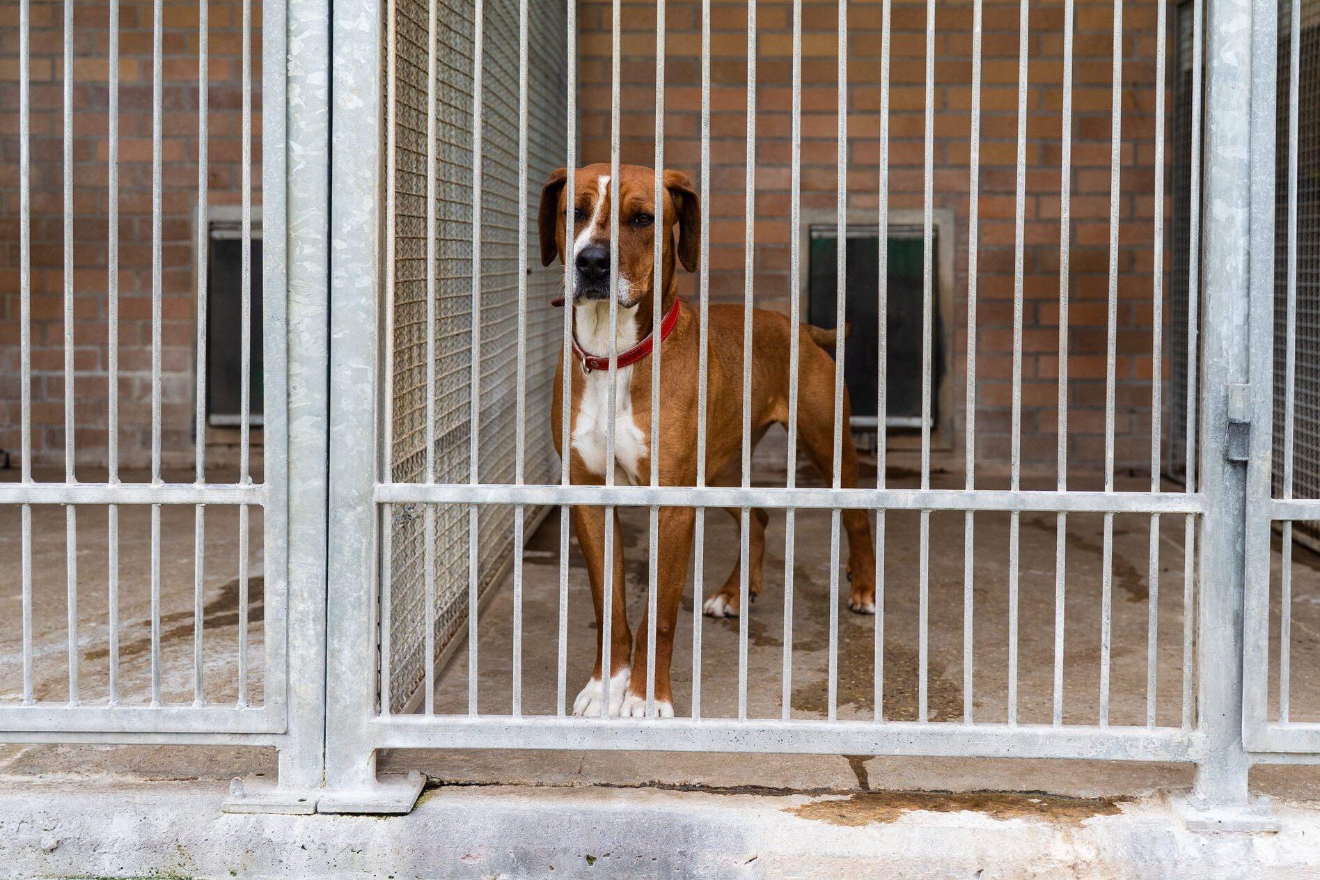 Dog waiting to be adoption in a shelter. The Riverside County Department of Animal Services, (RCDAS) , Jason Heigl Foundation and Two Pups Wellness Fund, is launching a new program 