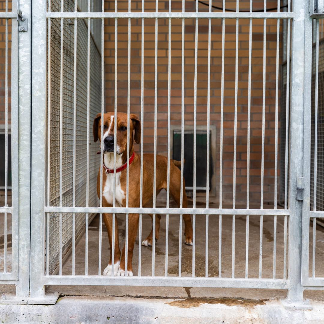 Dog waiting to be adoption in a shelter. The Riverside County Department of Animal Services, (RCDAS) , Jason Heigl Foundation and Two Pups Wellness Fund, is launching a new program