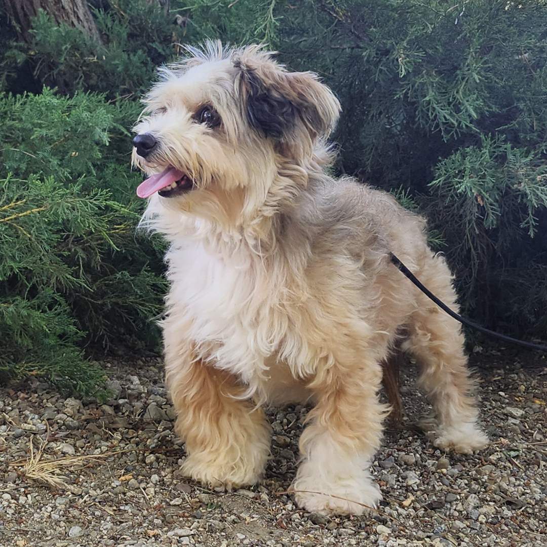 Adoptable Dog Zuzu