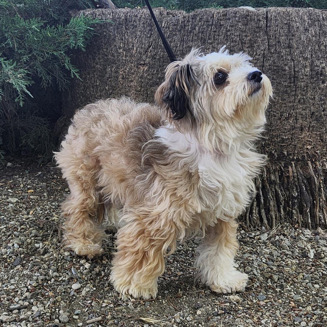Adoptable Dog Zuzu