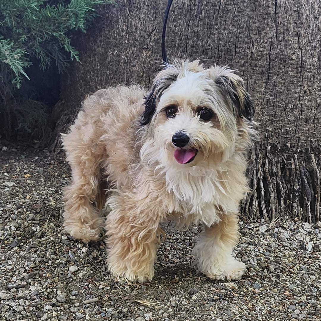 Adoptable Dog Zuzu