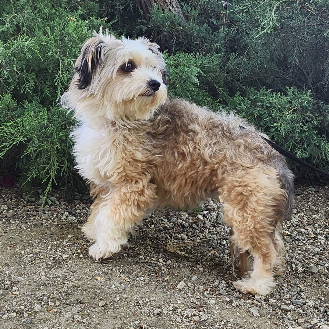 Adoptable Dog Zuzu