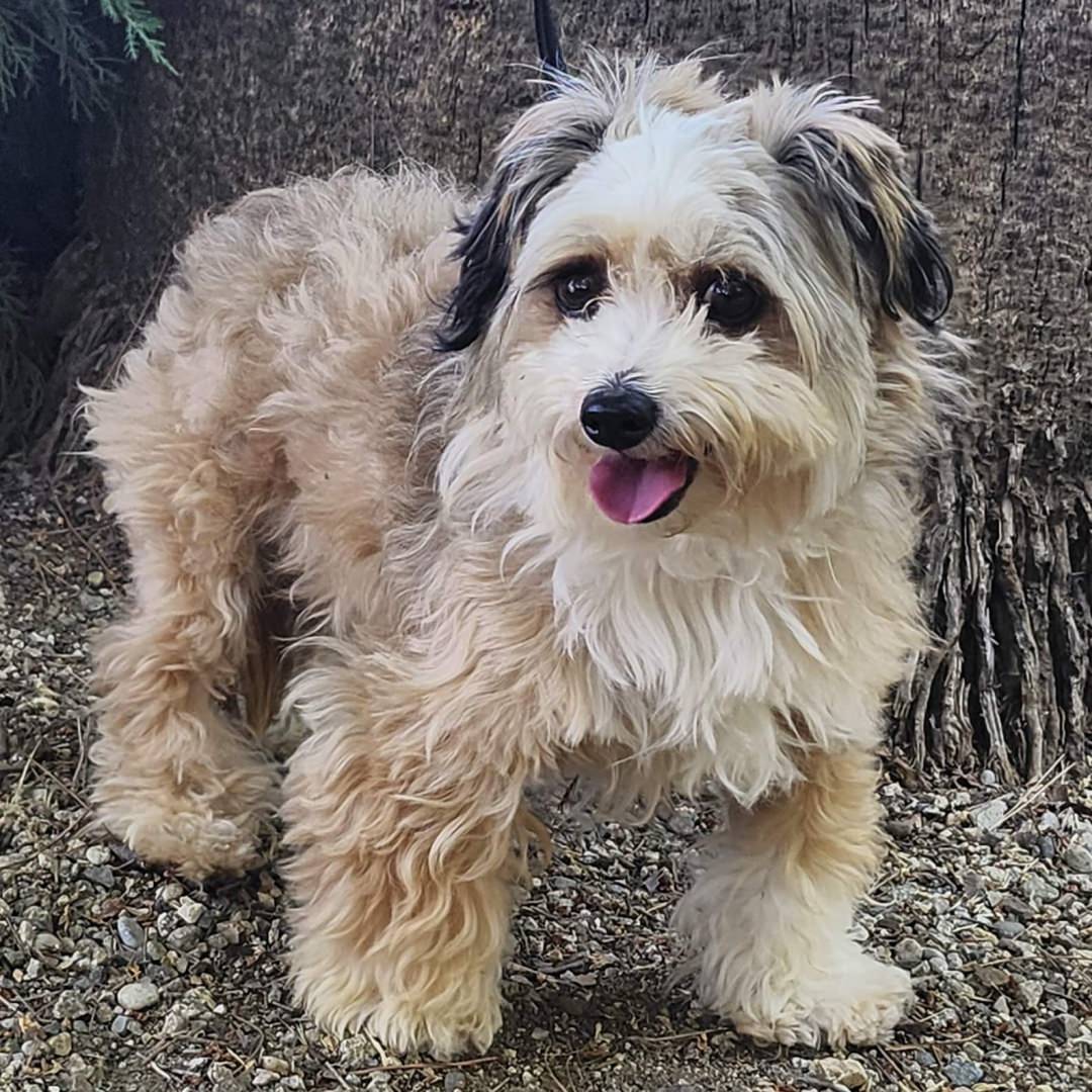 Adoptable Dog Zuzu