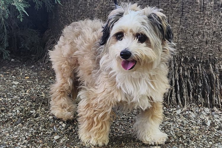 Adoptable Dog Zuzu