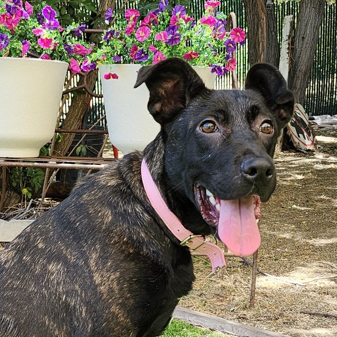 Adoptable Dog Arwen