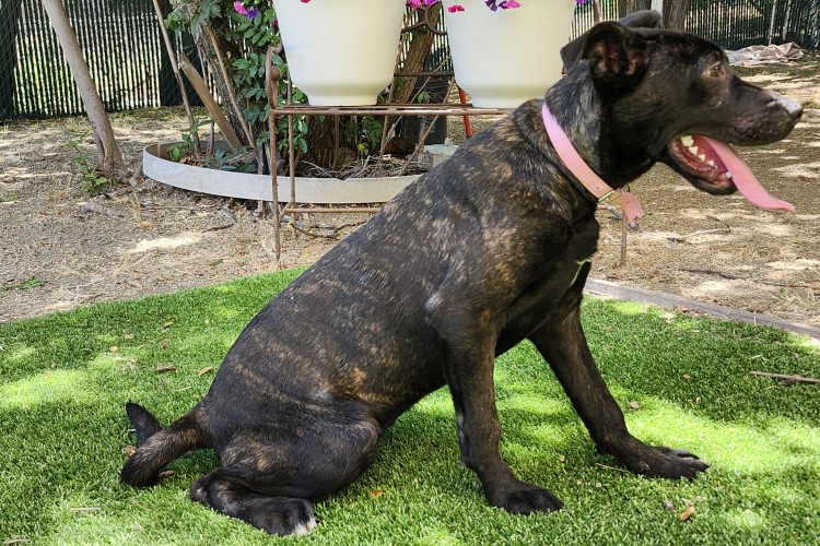 Adoptable Dog Arwen
