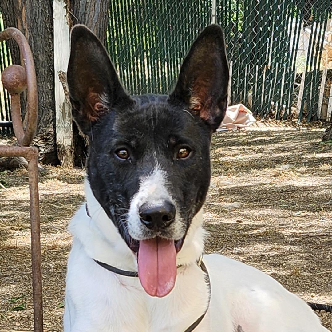 Adoptable Dog Bert