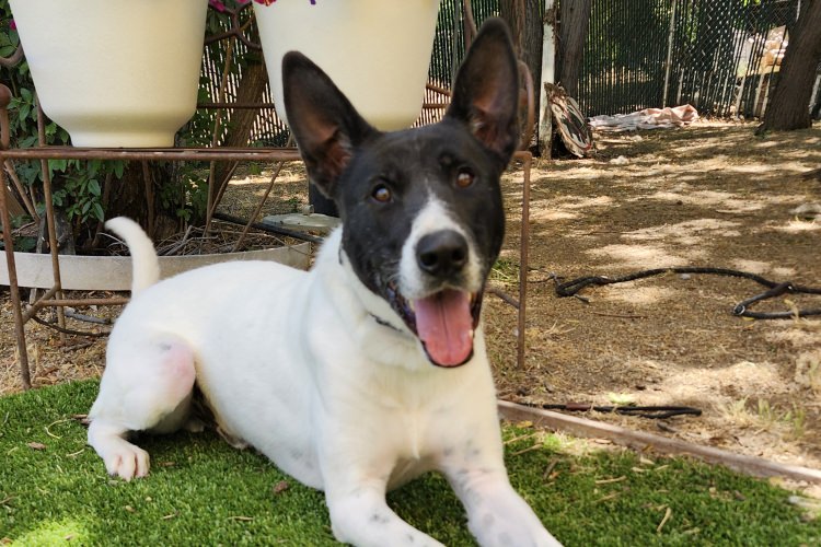 Adoptable Dog Bert