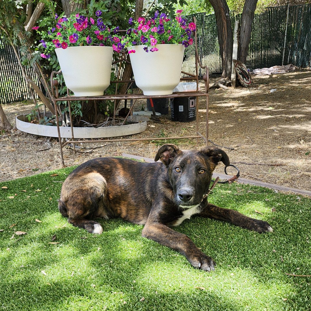 Adoptable Dog Bubby