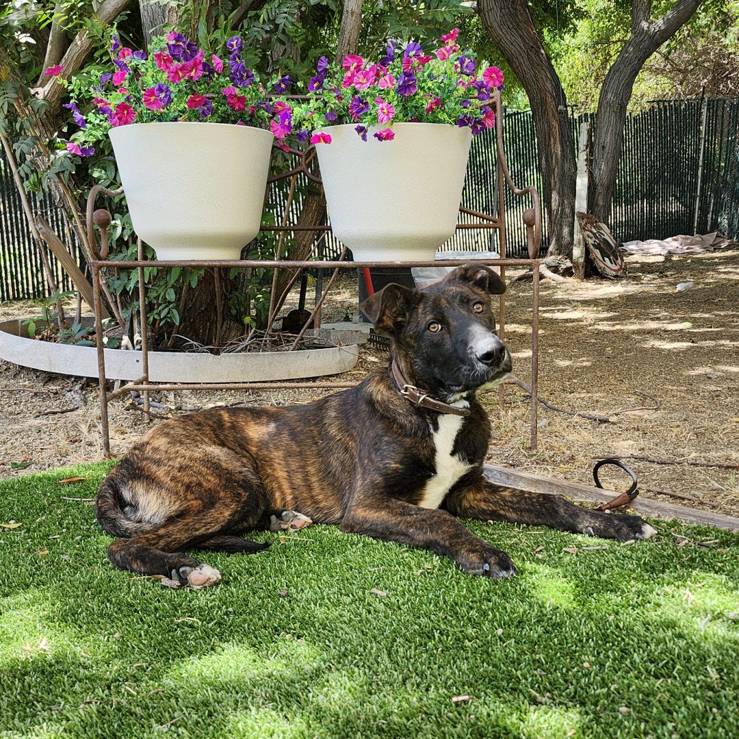 Adoptable Dog Bubby