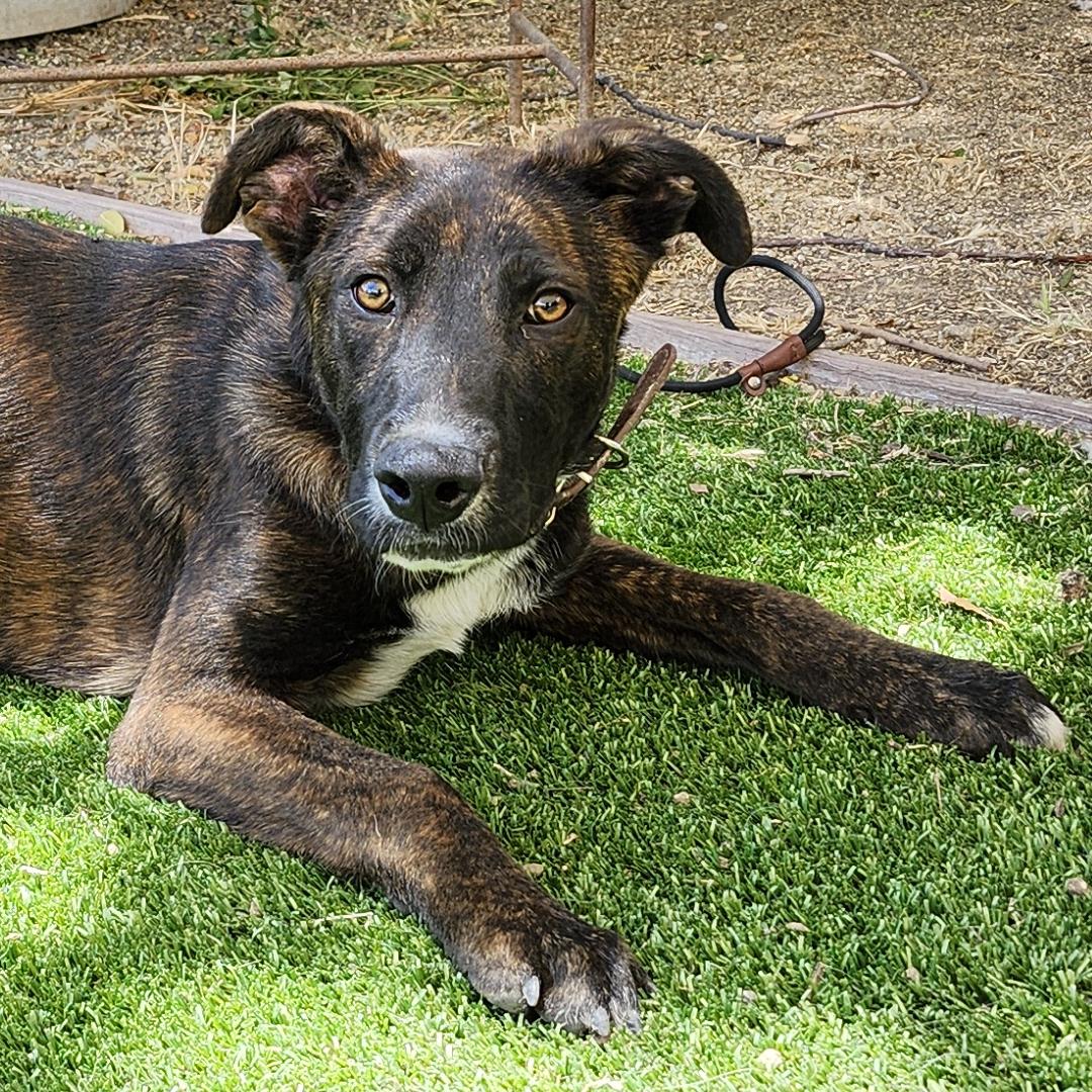 Adoptable Dog Bubby
