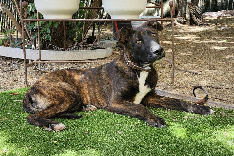 Adoptable Dog Bubby