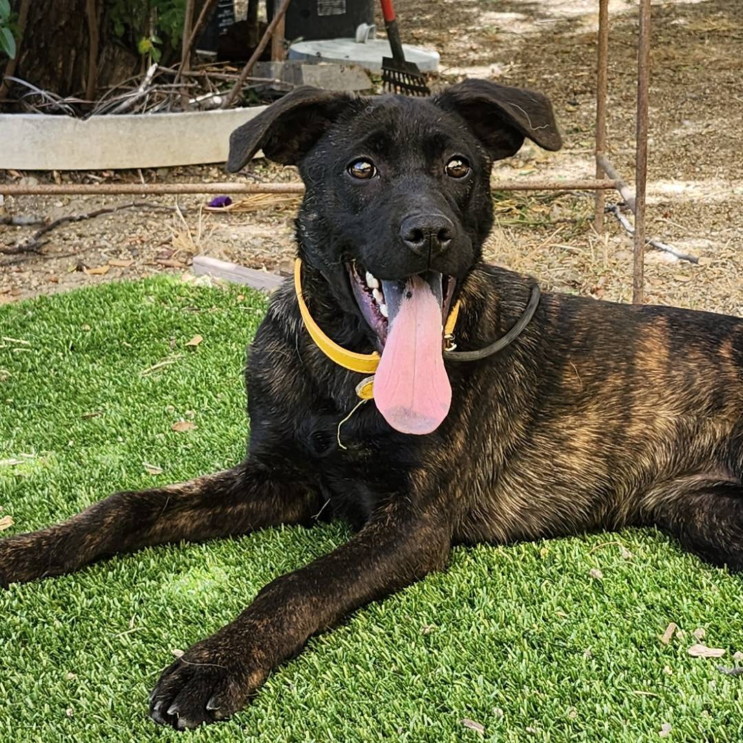 Adoptable Dog Ellen Ripley