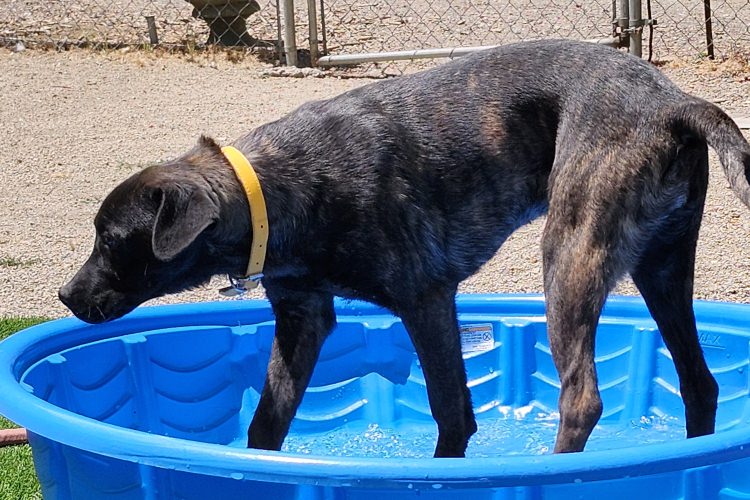 Adoptable Dog Ellen Ripley