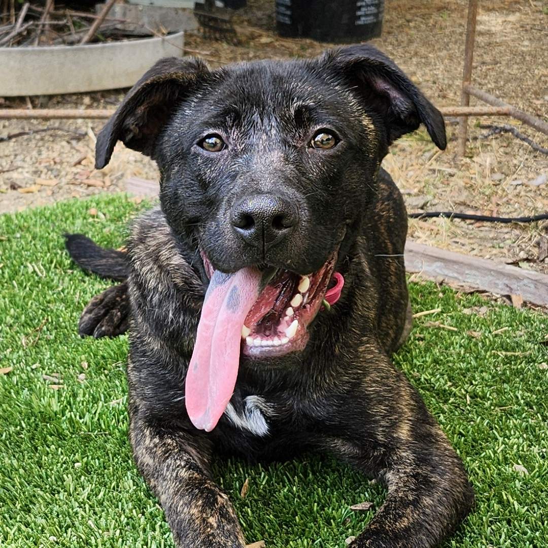 Adoptable Dog Ellen Woods