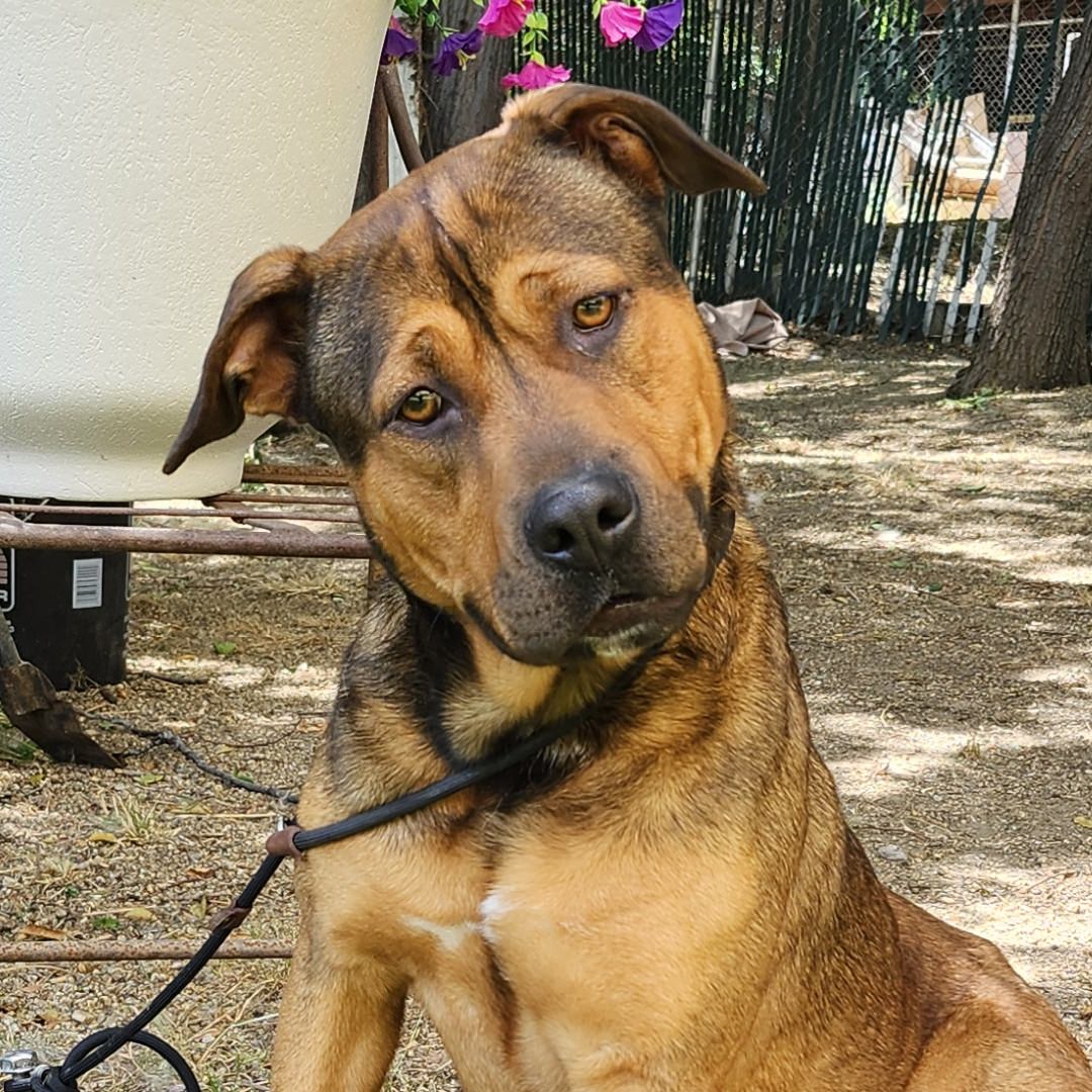 Adoptable Dog Flora