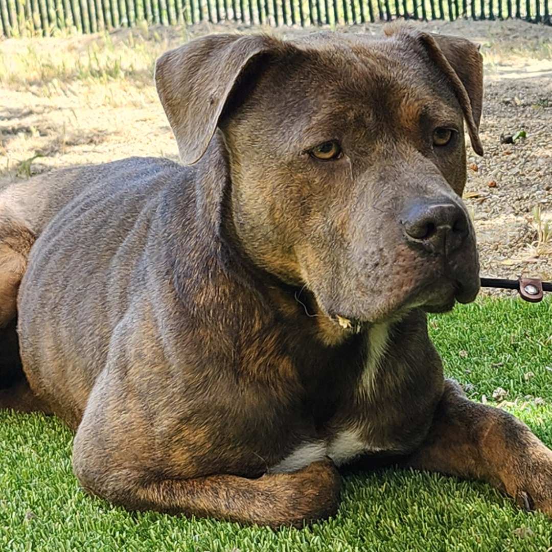 Adoptable Dog Freddie