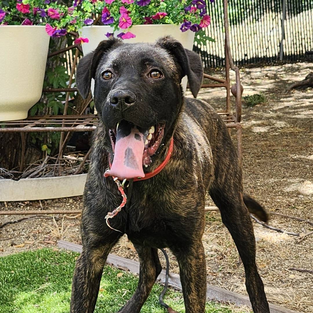 Adoptable Dog Hermione