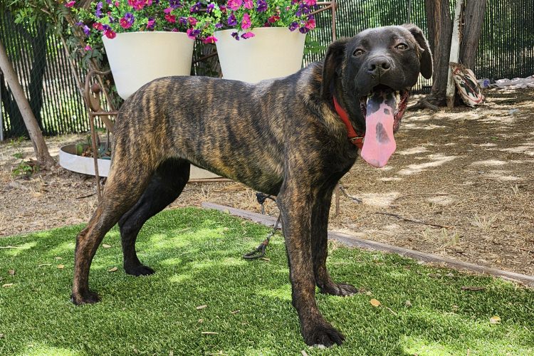 Adoptable Dog Hermione