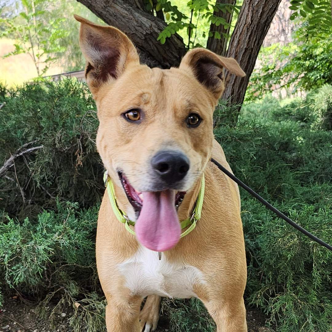 Adoptable Dog Jeb