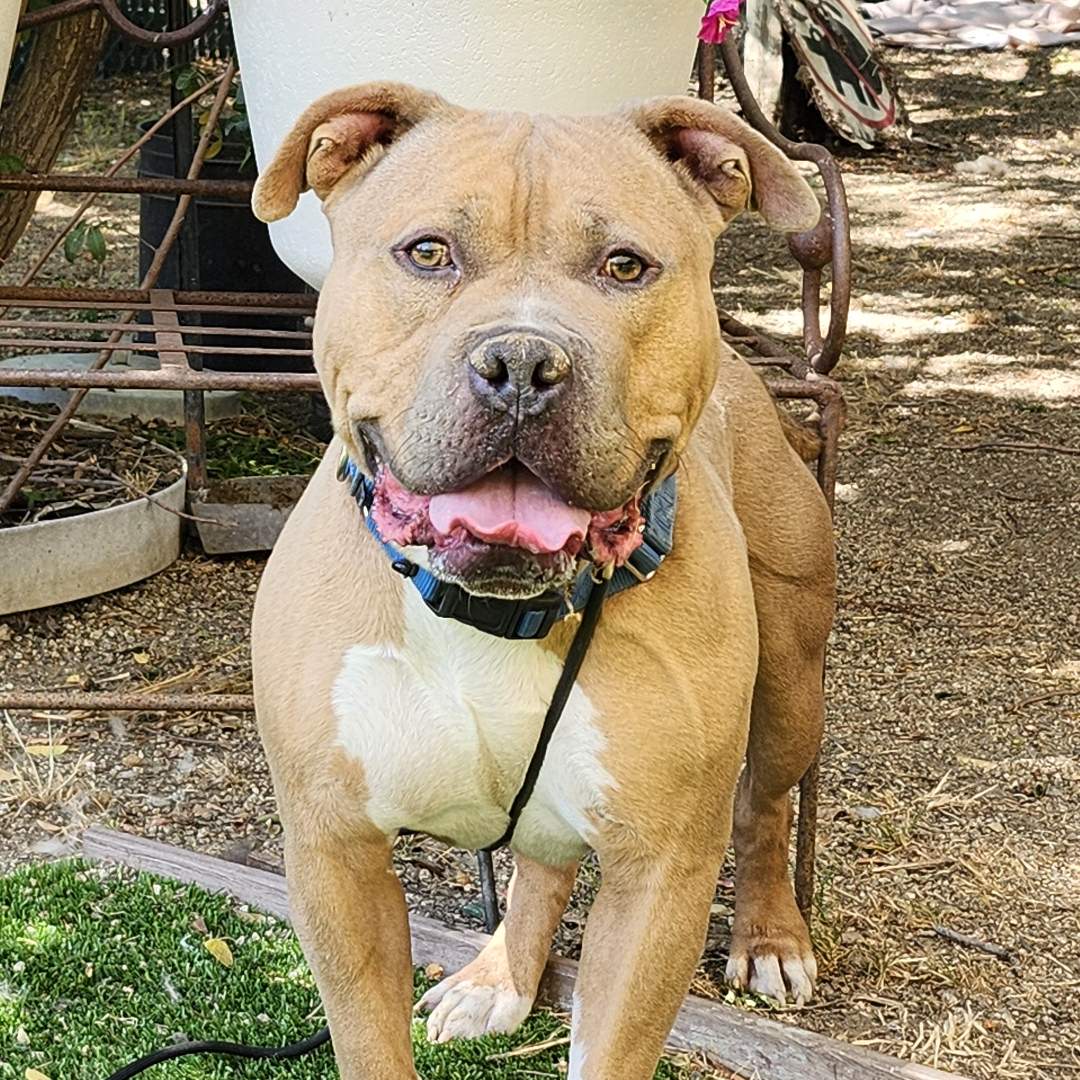 Adoptable Dog Lancelot