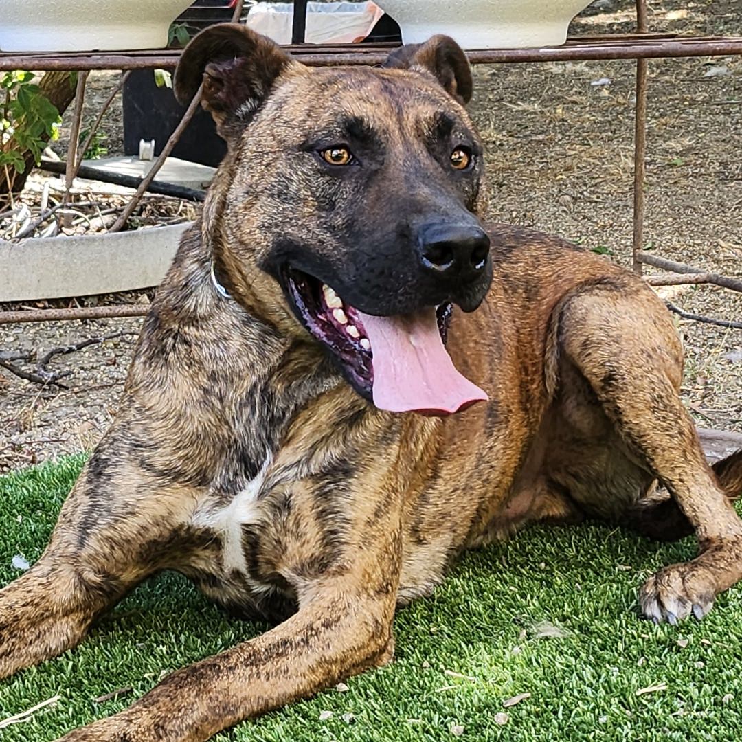 Adoptable Dog Marty