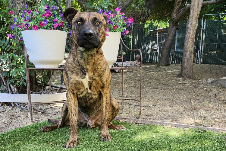 Adoptable Dog Marty