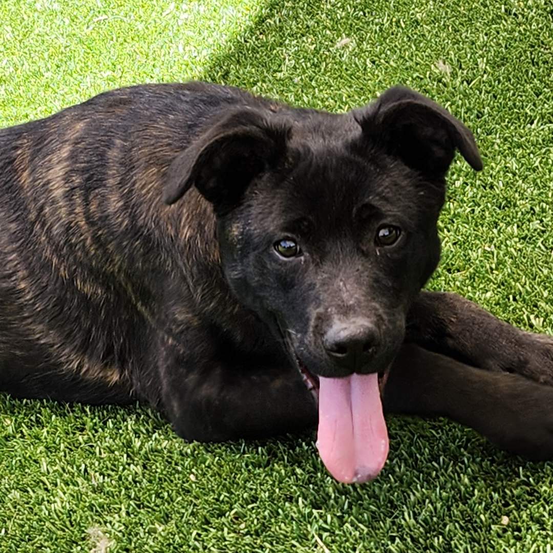 Adoptable Dog Primrose