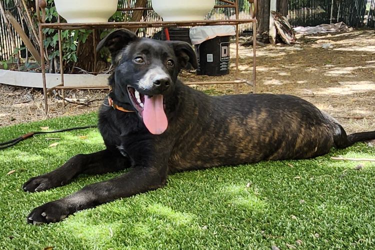 Adoptable Dog Primrose