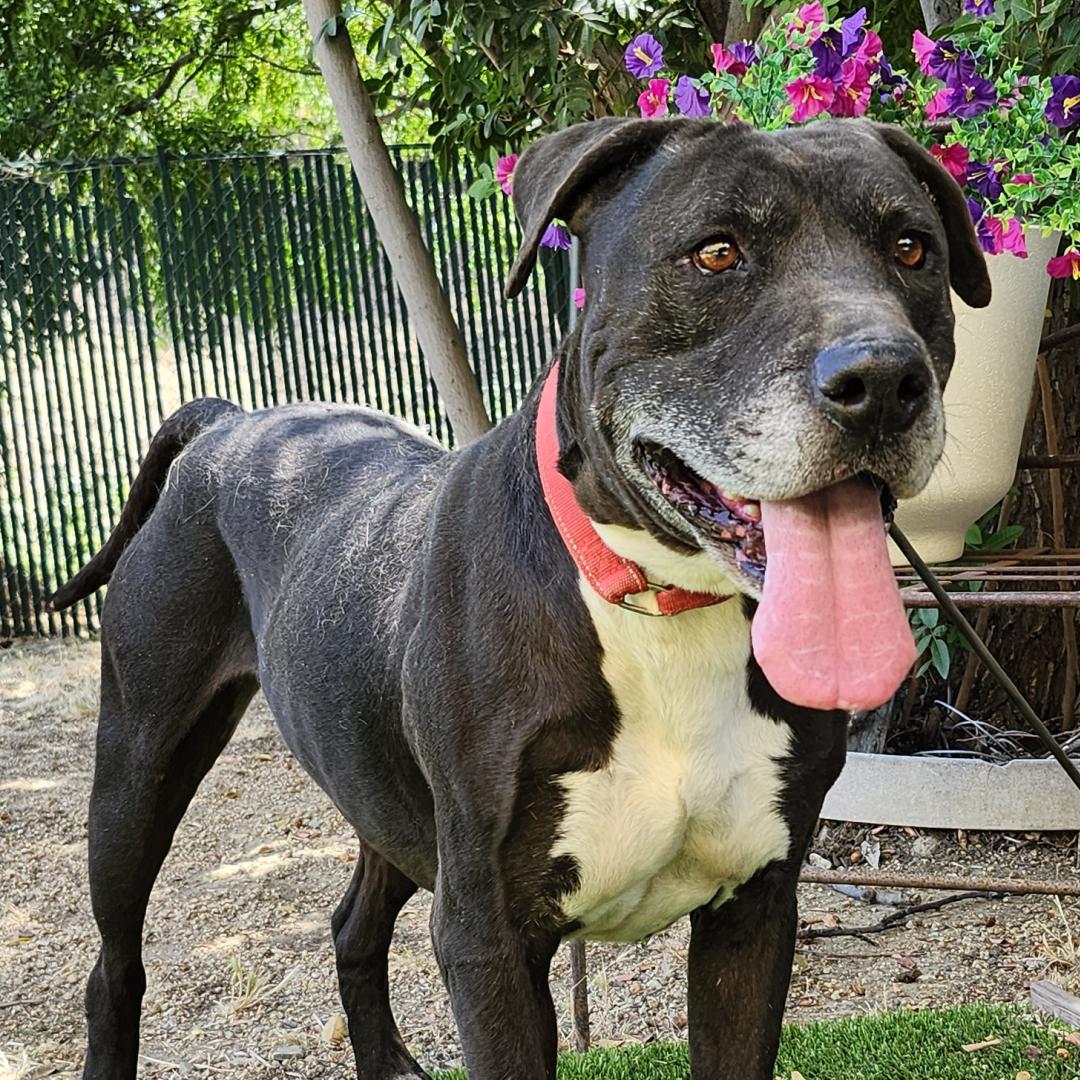Adoptable Dog Ruffles