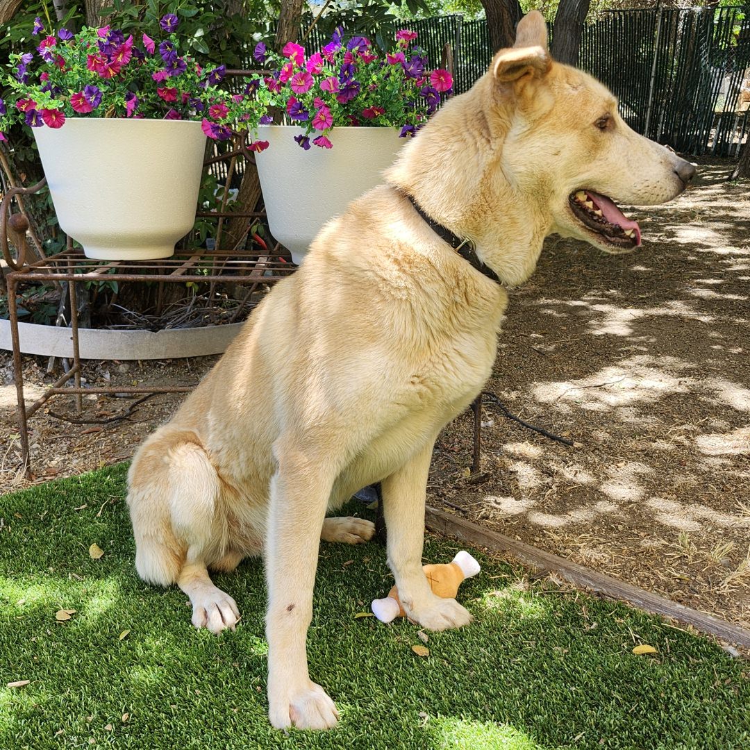 Adoptable Dog Shadow