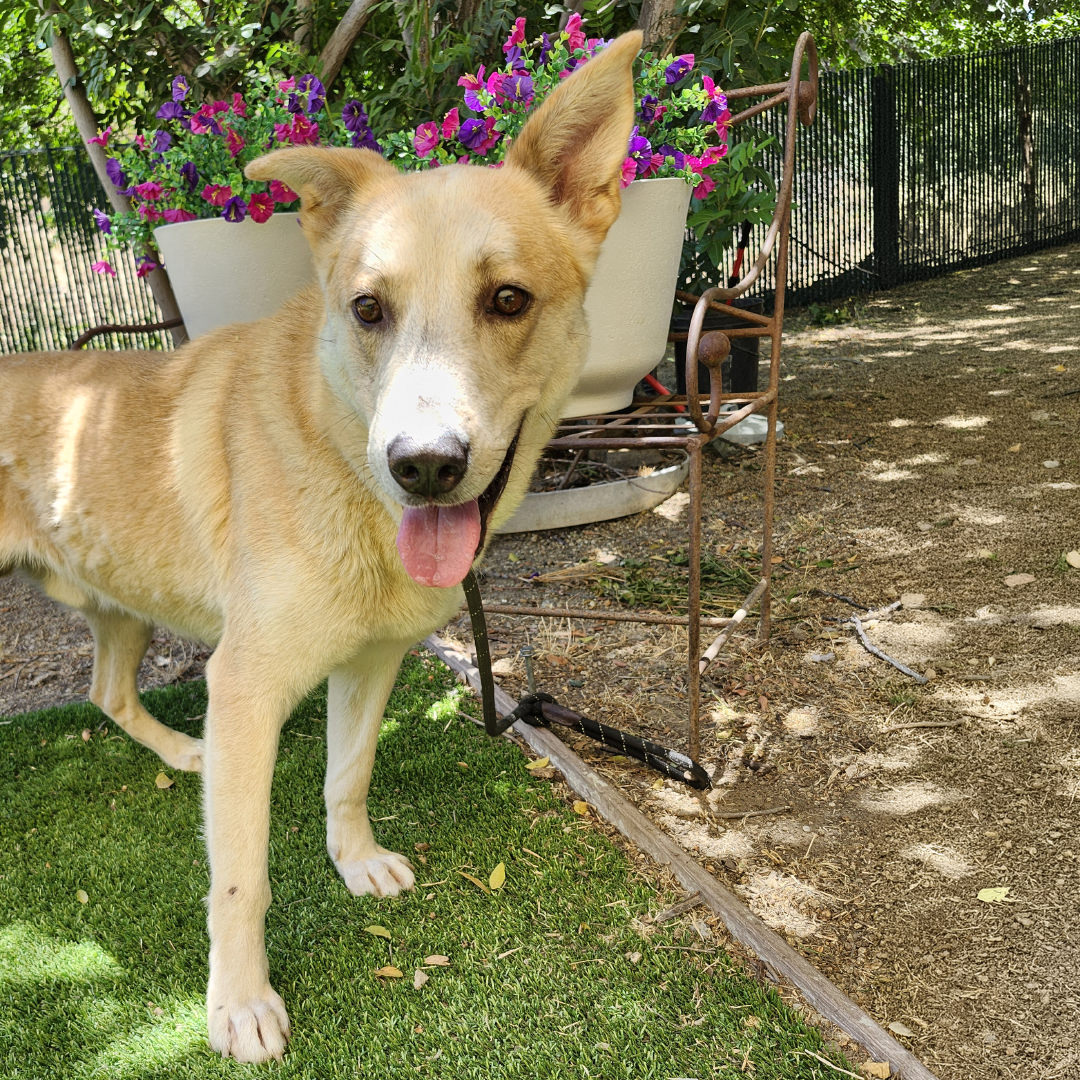 Adoptable Dog Shadow
