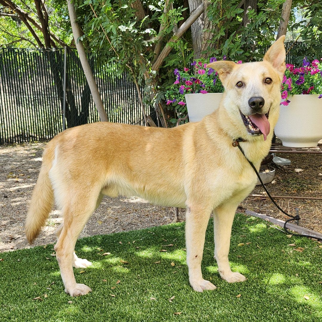 Adoptable Dog Shadow