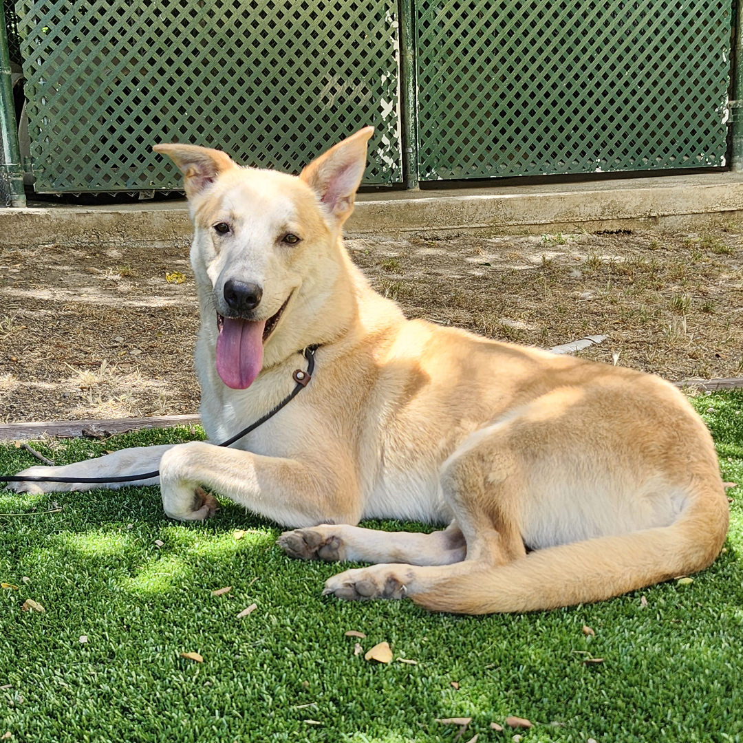 Adoptable Dog Shadow