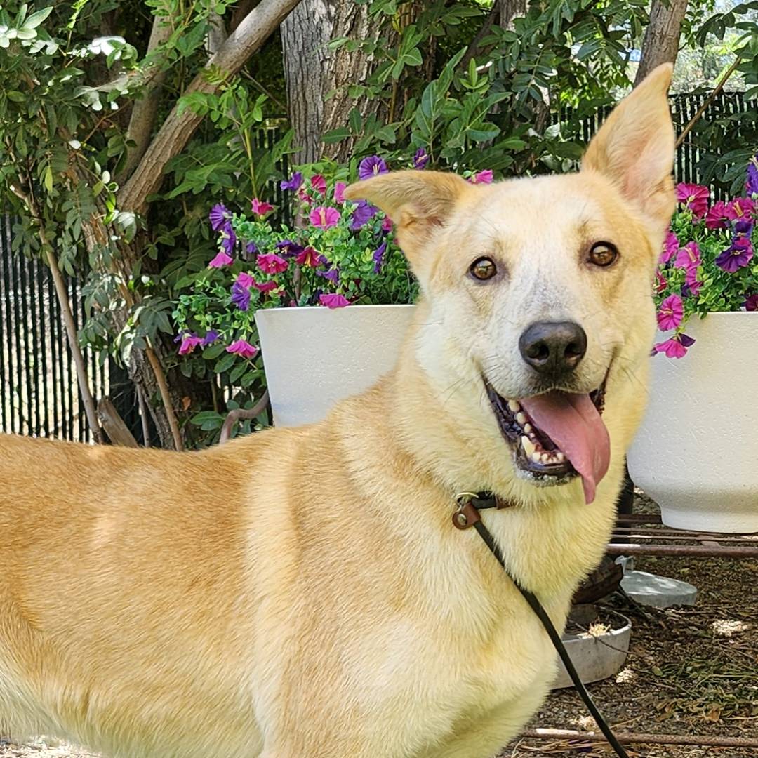 Adoptable Dog Shadow