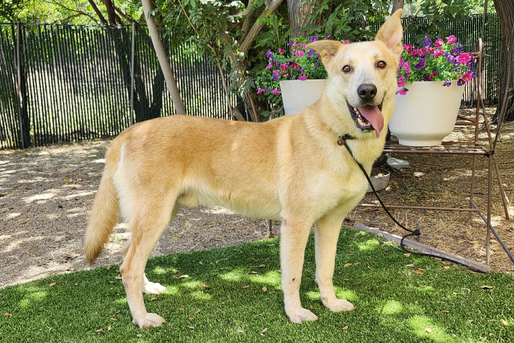 Adoptable Dog Shadow