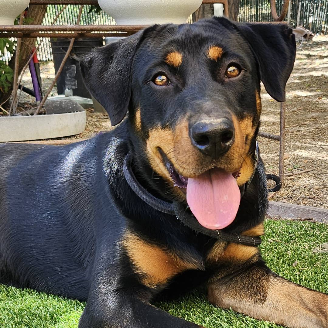 Adoptable Dog Thor