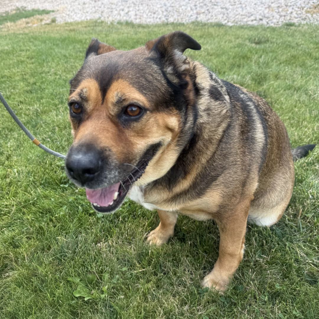 Adoptable Dog Peggy
