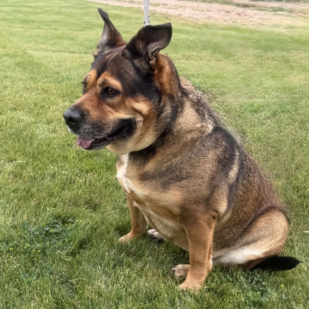 Adoptable Dog Peggy