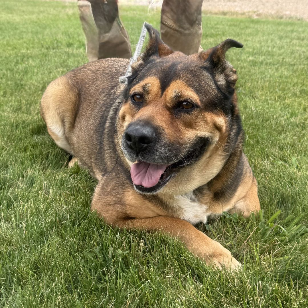 Adoptable Dog Peggy