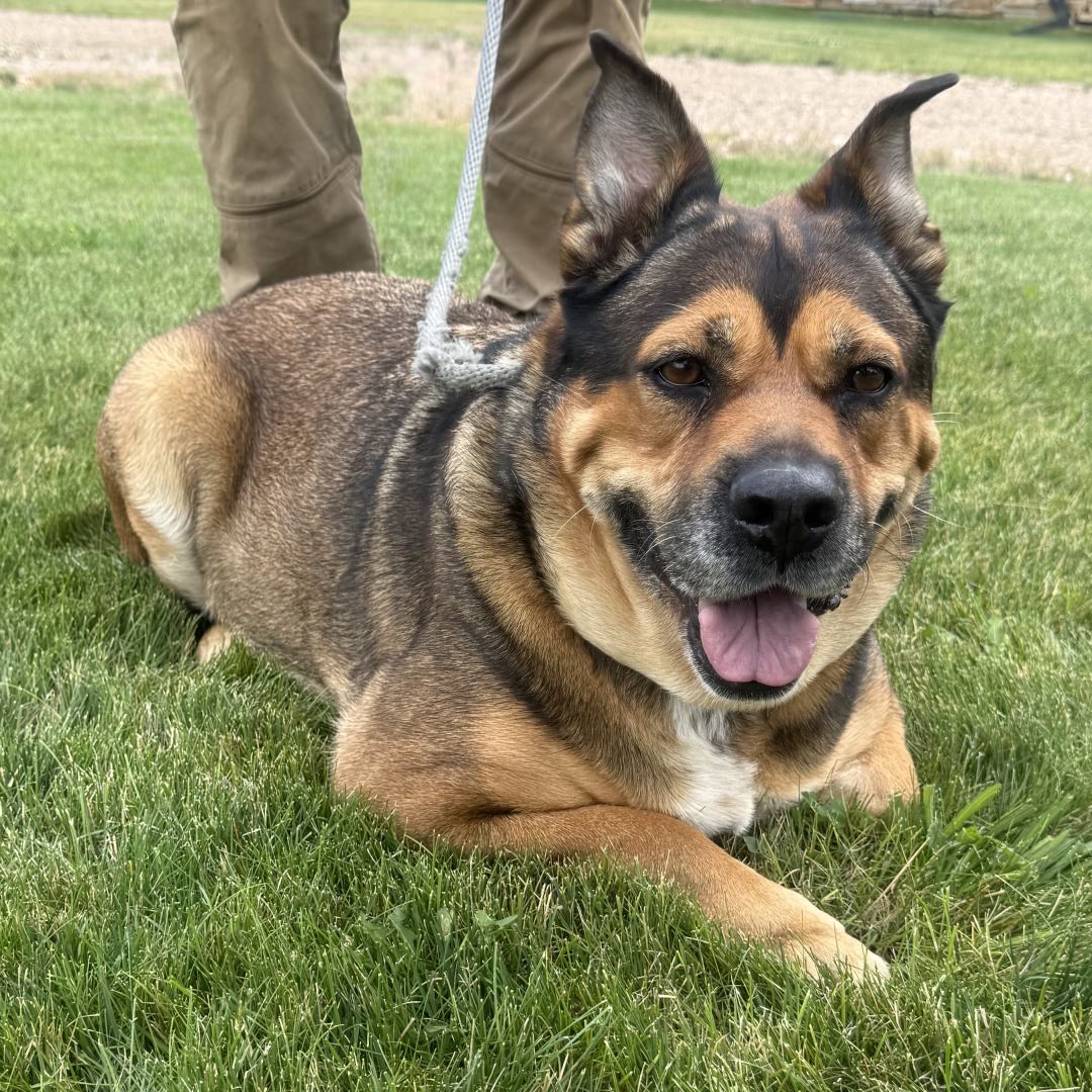 Adoptable Dog Peggy
